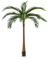De Kunstpalm XL Deluxe 270 cm heeft een hoge, slanke bruine stam en grote groene bladeren, die elegant in een kleine zwarte pot tegen een witte achtergrond staan.