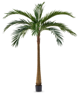 De Kunstpalm XL Deluxe 270 cm heeft een hoge, slanke bruine stam en grote groene bladeren, die elegant in een kleine zwarte pot tegen een witte achtergrond staan.