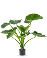 De Kunstplant Alocasia Calioora 80 cm heeft grote groene bladeren en stevige stelen. Deze levensechte kunstplant is perfect als stijlvolle toevoeging aan ieder interieur en staat prachtig tegen een witte achtergrond.