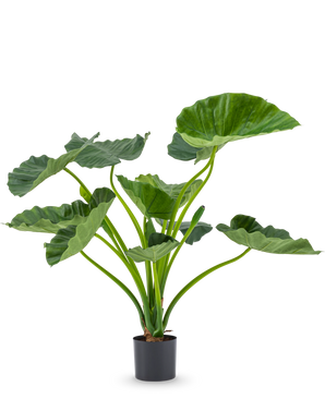 De Kunstplant Alocasia Calioora 80 cm heeft grote groene bladeren en stevige stelen. Deze levensechte kunstplant is perfect als stijlvolle toevoeging aan ieder interieur en staat prachtig tegen een witte achtergrond.