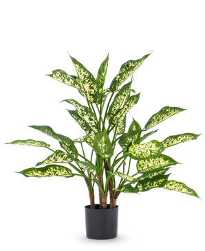 Die Kunstpflanze Dieffenbachia UV 75 cm hat hohe grüne Stängel und große, spitze Blätter mit hellgelb-grünen Farbtönen in einem stilvollen Dekotopf vor einem schlichten weißen Hintergrund.