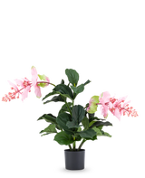 Die Kunstpflanze Medinilla 60 cm hat große, dunkelgrüne Blätter und zwei hohe Stiele mit rosa Blütentrauben, die an Hibiskus erinnern, und steht vor einem schlichten weißen Hintergrund.