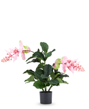 Die Kunstpflanze Medinilla 60 cm hat große, dunkelgrüne Blätter und zwei hohe Stiele mit rosa Blütentrauben, die an Hibiskus erinnern, und steht vor einem schlichten weißen Hintergrund.