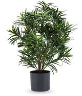 Die Kunstpflanze Podocarpus 47 cm hat lange, schmale Blätter und wird in einem eleganten dunklen Topf geliefert, was sie zu einer stilvollen Zimmerpflanze für jeden Raum macht. Vor einem weißen Hintergrund verleiht es Ihrem Zimmer üppiges Grün.