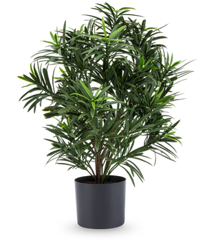 Die Kunstpflanze Podocarpus 47 cm hat lange, schmale Blätter und wird in einem eleganten dunklen Topf geliefert, was sie zu einer stilvollen Zimmerpflanze für jeden Raum macht. Vor einem weißen Hintergrund verleiht es Ihrem Zimmer üppiges Grün.