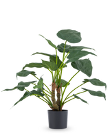 Die Kunstpflanze Alocasia Cucullata UV 53 cm hat große, herzförmige Blätter und dicke Stängel, präsentiert in einem einfachen schwarzen Topf vor einem schlichten weißen Hintergrund.