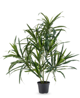 Die Kunstpflanze Dracaena Reflexa im UV-Topf 63 cm hat lange, schlanke grüne Blätter an dünnen Stielen, ideal, um Ihrem Interieur vor einem schlichten weißen Hintergrund einen Hauch von tropischem Flair zu verleihen.