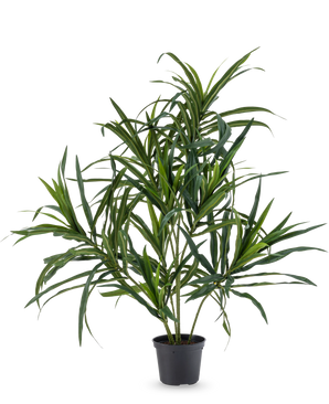 Die Kunstpflanze Dracaena Reflexa im UV-Topf 63 cm hat lange, schlanke grüne Blätter an dünnen Stielen, ideal, um Ihrem Interieur vor einem schlichten weißen Hintergrund einen Hauch von tropischem Flair zu verleihen.