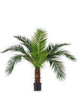 De Kunstpalm Phoenix Canarie 160 cm met lange groene bladeren en tropische uitstraling staat in een pot tegen een witte achtergrond. Deze kunstpalm brengt direct een tropisch sfeertje in elke ruimte.