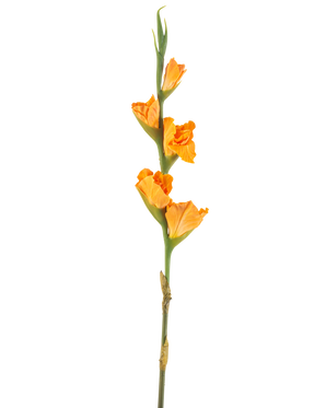 Die Kunstblume Gladiole 83 cm orange hat einen langen grünen Stiel mit mehreren orangefarbenen Gladiolenblüten auf weißem Hintergrund.