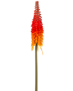 Die künstliche Fackellilie 80 cm orange hat eine hohe künstliche Blume mit einem langen grünen Stiel und einer kegelförmigen Gruppe orangefarbener Blütenblätter vor einem schlichten weißen Hintergrund.