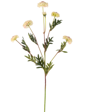 Die künstliche Blumen-Pompon-Chrysantheme 69 cm creme/rosa hat einen einzelnen Stiel mit mehreren cremefarbenen, gänseblümchenartigen Blüten und grünen, farnförmigen Blättern vor einem schlichten weißen Hintergrund.