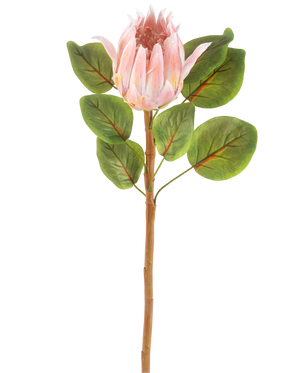 Die künstliche Blume Protea 65 cm rosa ist eine einzelne künstliche rosa Protea-Blume mit großen grünen Blättern und einem langen braunen Stiel vor einem schlichten weißen Hintergrund.
