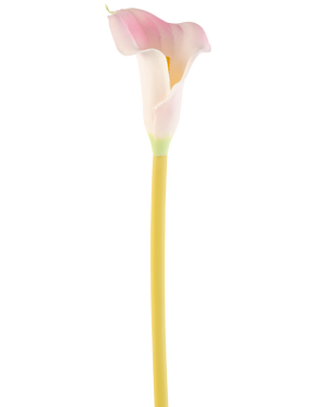 Die künstliche Calla-Blume 64 cm Blush, eine einzelne rosa-weiße Calla-Lilie mit gelbem Stiel, wird vor einem schlichten weißen Hintergrund dargestellt.