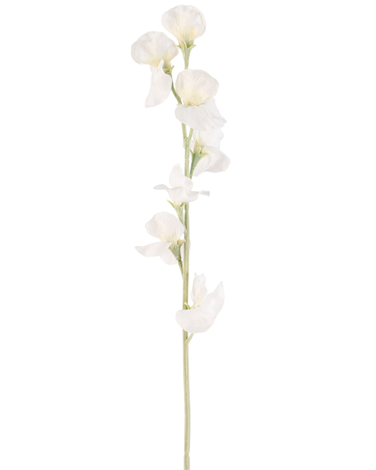 Eine einzelne cremefarbene künstliche Blumenerbse (64 cm) hat mehrere zarte cremeweiße Blüten auf hellgrünen Stielen vor einem schlichten weißen Hintergrund.