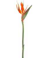 Die künstliche Blume Paradiesvogel 99 cm Koralle ist eine künstliche Blume mit spitzen Blütenblättern und einem grünen Stiel, dargestellt vor einem weißen Hintergrund.