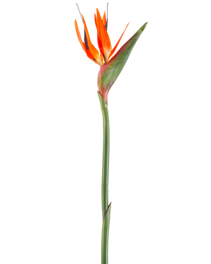 Die künstliche Blume Paradiesvogel 99 cm Koralle ist eine künstliche Blume mit spitzen Blütenblättern und einem grünen Stiel, dargestellt vor einem weißen Hintergrund.