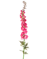 Eine einzelne künstliche Blume Rittersporn 137 cm in leuchtendem Rosa mit grünen Blättern, isoliert auf weißem Hintergrund.