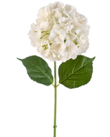 Die künstliche Blumenhortensie 75 cm creme hat eine einzelne cremefarbene Hortensienblüte mit mehreren Blütenblättern und drei großen grünen Blättern an einem langen grünen Stiel, isoliert auf einem weißen Hintergrund.