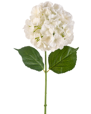 Die künstliche Blumenhortensie 75 cm creme hat eine einzelne cremefarbene Hortensienblüte mit mehreren Blütenblättern und drei großen grünen Blättern an einem langen grünen Stiel, isoliert auf einem weißen Hintergrund.