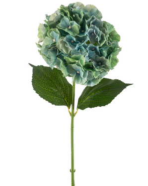 Die künstliche Blumenhortensie 75 cm in Pfauenblau besteht aus einer einzelnen blauen künstlichen Hortensie mit runden Blütenblättern und zwei großen grünen Blättern an einem langen Stiel, isoliert auf weißem Hintergrund.