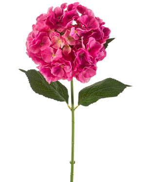 Ein einzelner Stiel einer künstlichen Hortensienblüte, 75 cm, leuchtend rosa, mit Büscheln leuchtend rosa Blütenblättern und einigen grünen Blättern, vor einem schlichten weißen Hintergrund.