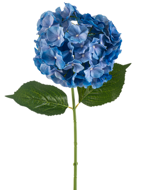 Die künstliche Blumenhortensie 75 cm blau hat einen einzelnen blauen Hortensienstiel mit einer runden Blütenbüschel und zwei großen grünen Blättern auf einem schlichten weißen Hintergrund.