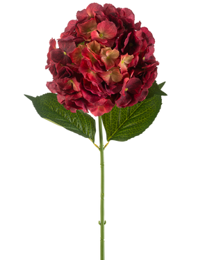 Die künstliche Blumenhortensie 75 cm Burgunder hat einen einzelnen künstlichen Hortensienstiel mit burgunderroten Blütenblättern und zwei großen grünen Blättern vor einem schlichten weißen Hintergrund.