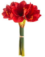 Die Kunstblume Amaryllis Real Touch rot 36 cm hat leuchtend rote Amaryllisblüten mit grünen Stielen, die mit einem Gummiband zusammengebunden sind, vor einem schlichten weißen Hintergrund.