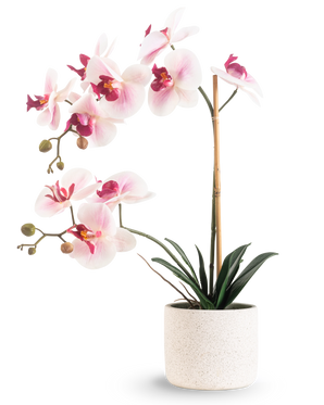Die künstliche Orchidee Real Touch 60 cm rosa/weiß hat hellrosa und weiße Blüten mit dunkelgrünen Blättern, die von einem Bambusstab getragen werden, vor einem schlichten weißen Hintergrund.