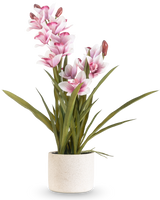 Das künstliche Cymbidium Real Touch 60 cm rosa hat lange grüne Blätter und mehrere rosa und weiße Orchideen an langen Stielen, die in einem schlichten, cremefarbenen, strukturierten Topf vor einem schlichten Hintergrund angeordnet sind.