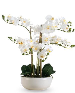Eine künstliche Orchidee Real Touch 50 cm in Weiß mit mehreren Blüten und Knospen, elegant präsentiert in einem passenden weißen Topf.