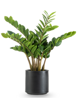 Die Kunstpflanze Zamioculcas fertig konfektioniert im schwarzen Topf 80 cm hat dicke, aufrechte Stiele und glänzende, dunkelgrüne Blätter in einem runden, mattschwarzen Pflanzgefäß vor weißem Hintergrund.