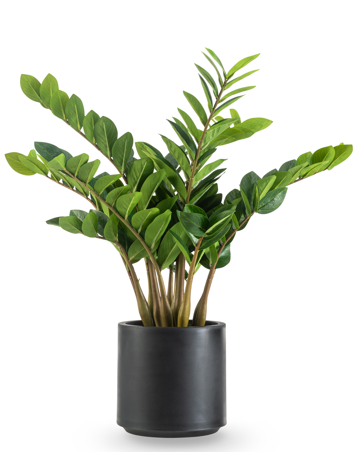 Die Kunstpflanze Zamioculcas fertig konfektioniert im schwarzen Topf 80 cm hat dicke, aufrechte Stiele und glänzende, dunkelgrüne Blätter in einem runden, mattschwarzen Pflanzgefäß vor weißem Hintergrund.