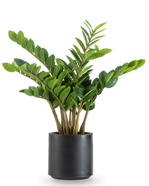 Die Kunstpflanze Zamioculcas fertig konfektioniert im schwarzen Topf 80 cm hat dicke, aufrechte Stiele und glänzende, dunkelgrüne Blätter in einem runden, mattschwarzen Pflanzgefäß vor weißem Hintergrund.