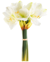 Die künstliche Blume Amaryllis Real Touch weiß 36 cm hat lebensechte weiße Amaryllisblüten mit hellgrüner Mitte und gelben Staubgefäßen, die mit einem beigen Band um grüne Stiele gebunden sind und sich perfekt vor einem schlichten weißen Hintergrund abheben.