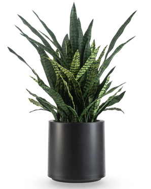 De Kunst Sansevieria Zeylanica 43 cm is een hoge kunst slangenplant met rechtopstaande groene bladeren en donkere strepen, kant-en-klaar gepresenteerd in een strakke zwarte pot.