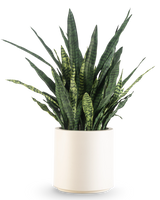 Eine künstliche Sansevieria Zeylanica, 43 cm hoch, mit langen, bunten Blättern, wird in einem beigen Topf geliefert und ist vor einem schlichten weißen Hintergrund abgebildet.