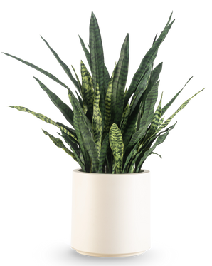 Eine künstliche Sansevieria Zeylanica, 43 cm hoch, mit langen, bunten Blättern, wird in einem beigen Topf geliefert und ist vor einem schlichten weißen Hintergrund abgebildet.