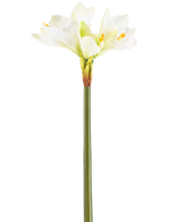 Die Kunstblume Amaryllis Real Touch weiß 66 cm hat einen hohen grünen Stiel mit einer Reihe großer weißer Amaryllisblüten an der Spitze vor einem schlichten weißen Hintergrund.