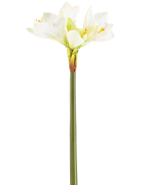 Die Kunstblume Amaryllis Real Touch weiß 66 cm hat einen hohen grünen Stiel mit einer Reihe großer weißer Amaryllisblüten an der Spitze vor einem schlichten weißen Hintergrund.