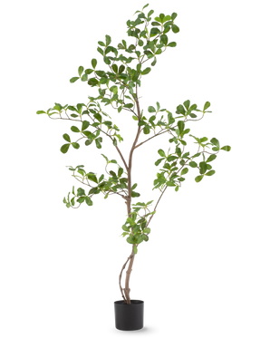 Die Kunstpflanze Terminalia Catappa 120 cm ist eine hohe, schlanke Topfpflanze mit dünnen Zweigen und zahlreichen kleinen, runden grünen Blättern, dargestellt vor einem schlichten weißen Hintergrund.