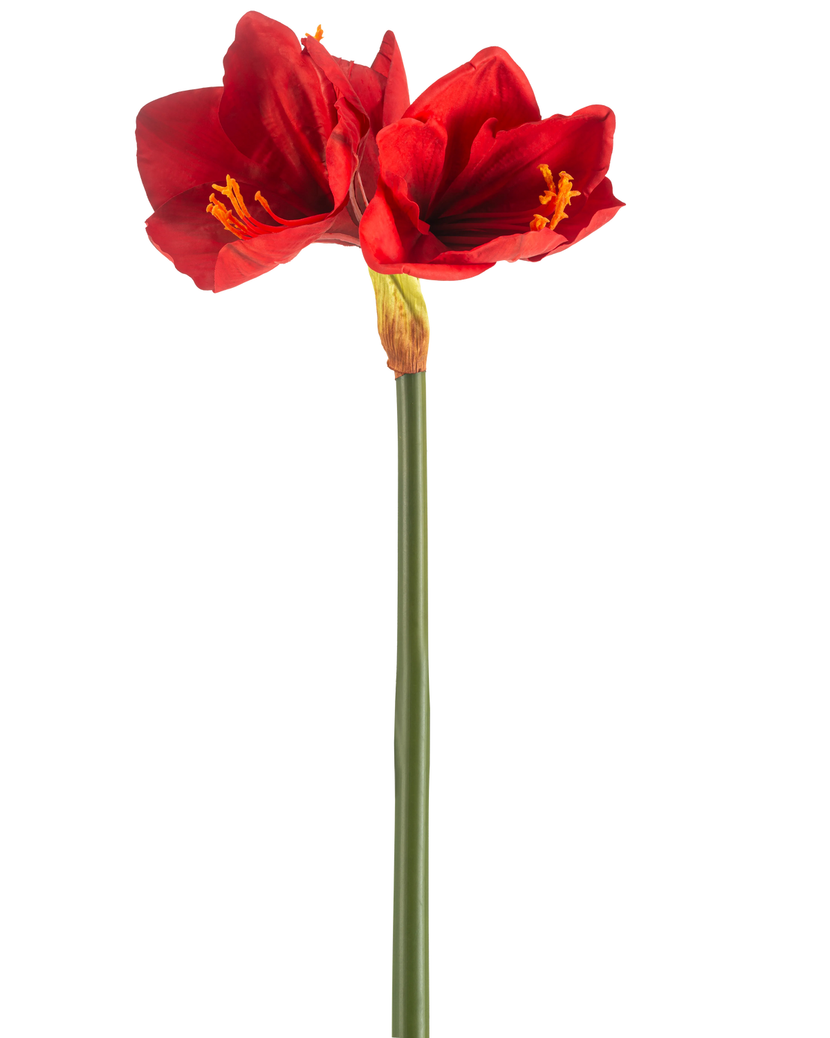 Die künstliche Blume Amaryllis Real Touch rot 66 cm hat einen einzelnen grünen Stiel mit zwei großen, leuchtend roten Blüten und gelben Staubgefäßen vor einem schlichten weißen Hintergrund.