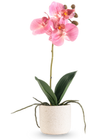 Die künstliche Orchidee Real Touch 30 cm rosa hat mehrere rosa Blüten und Knospen an einem langen Stiel mit breiten grünen Blättern und sichtbaren Wurzeln, alle in einem einfachen weißen strukturierten Topf vor einem schlichten weißen Hintergrund angeordnet.