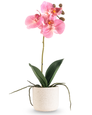 Die künstliche Orchidee Real Touch 30 cm rosa hat mehrere rosa Blüten und Knospen an einem langen Stiel mit breiten grünen Blättern und sichtbaren Wurzeln, alle in einem einfachen weißen strukturierten Topf vor einem schlichten weißen Hintergrund angeordnet.