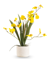 Das künstliche Oncidium Real Touch 48 cm gelb hat lange, schlanke Blätter und lange Stiele mit leuchtend gelben Orchideen in einem weißen Topf vor einem schlichten weißen Hintergrund.