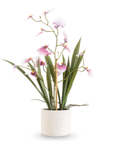 Das künstliche Oncidium Real Touch 48 cm rosa hat eine hohe Orchidee mit langen grünen Blättern und zartrosa Blüten an gebogenen Stielen, in einem weißen strukturierten Topf vor einem schlichten weißen Hintergrund.