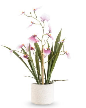 Das künstliche Oncidium Real Touch 48 cm rosa hat eine hohe Orchidee mit langen grünen Blättern und zartrosa Blüten an gebogenen Stielen, in einem weißen strukturierten Topf vor einem schlichten weißen Hintergrund.