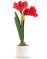 Die Kunstblume Amaryllis Real Touch rot 48 cm hat zwei große rote Blüten und lange grüne Blätter, präsentiert in einem schlichten Topf mit weißer Textur vor einem schlichten hellen Hintergrund.