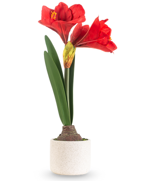 Die Kunstblume Amaryllis Real Touch rot 48 cm hat zwei große rote Blüten und lange grüne Blätter, präsentiert in einem schlichten Topf mit weißer Textur vor einem schlichten hellen Hintergrund.